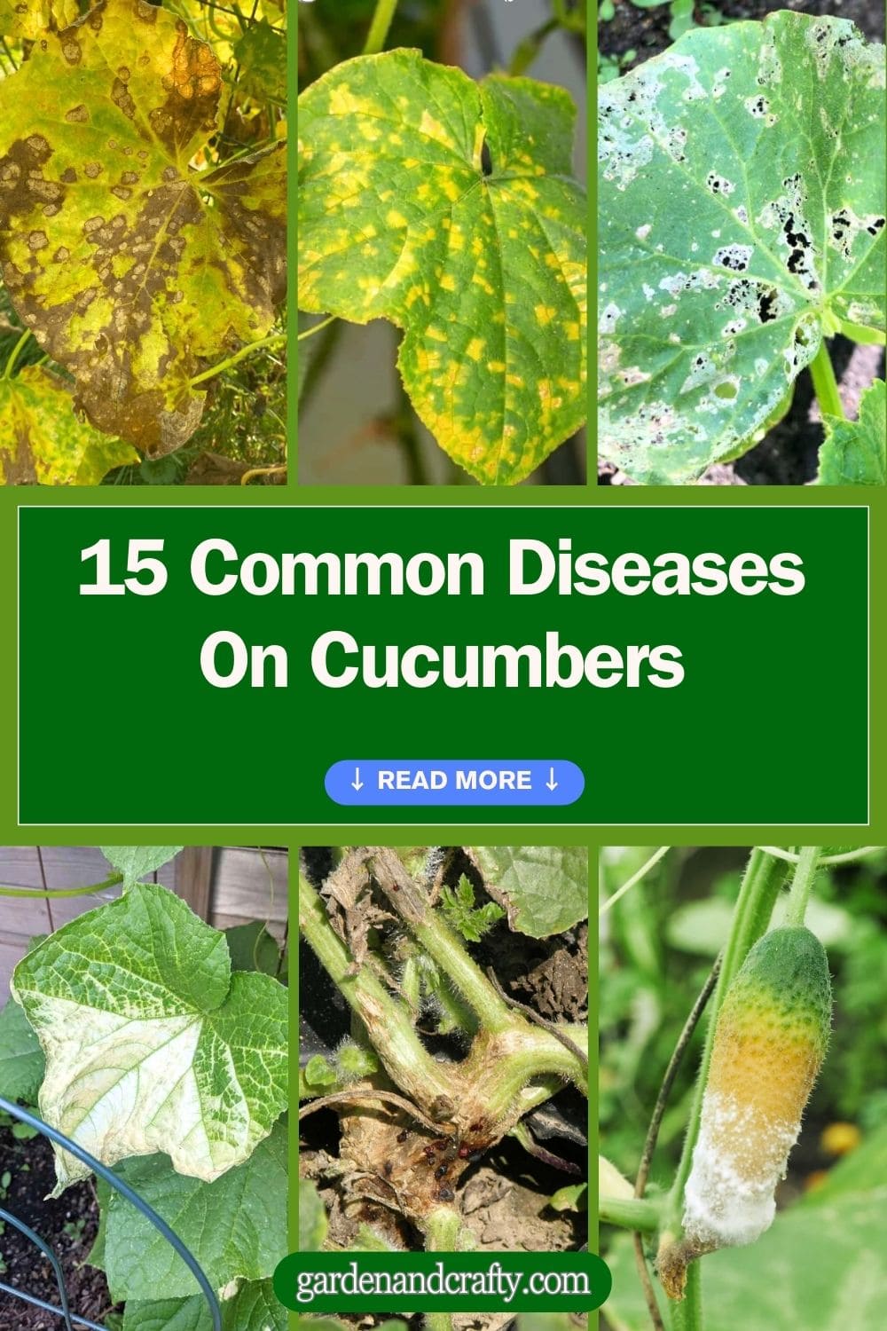 15 Common Diseases On Cucumbers