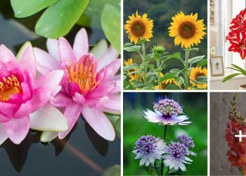The 15 Most Beautiful Flowers That Symbolize Strength 15 Most Beautiful Flowers That Symbolize Strength