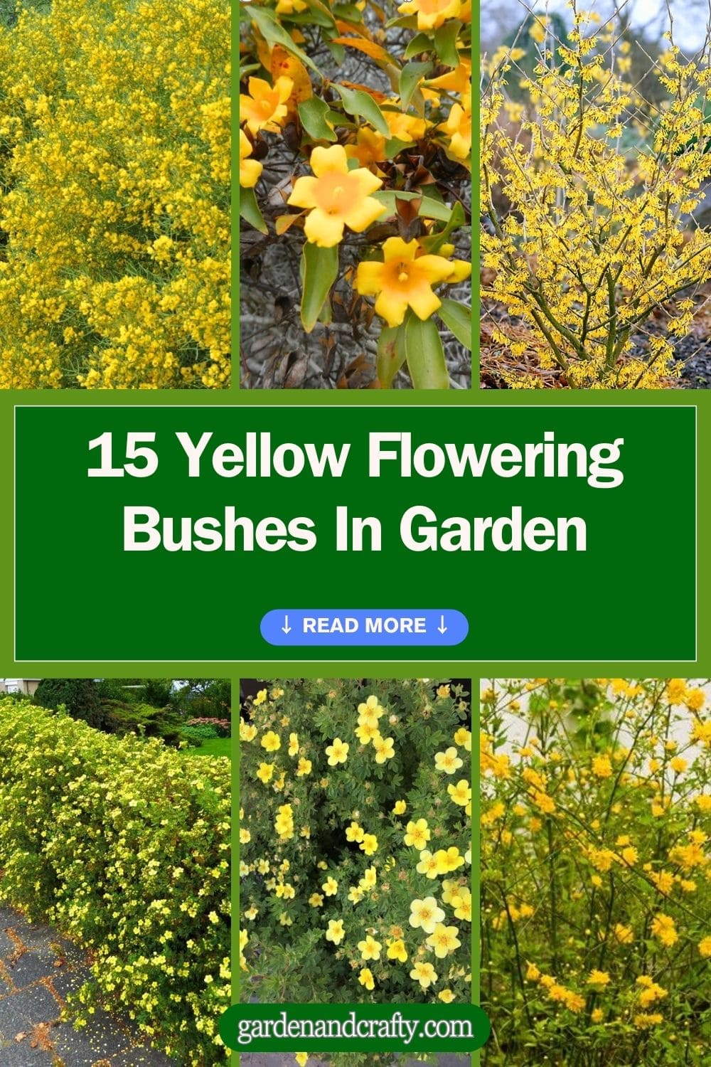 15 Yellow Flowering Bushes