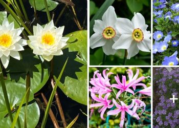 20 Gorgeous Flowers That Start With N 20 Flowers That Start With N