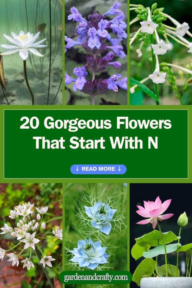 Elegant Flowers That Start With An N Images