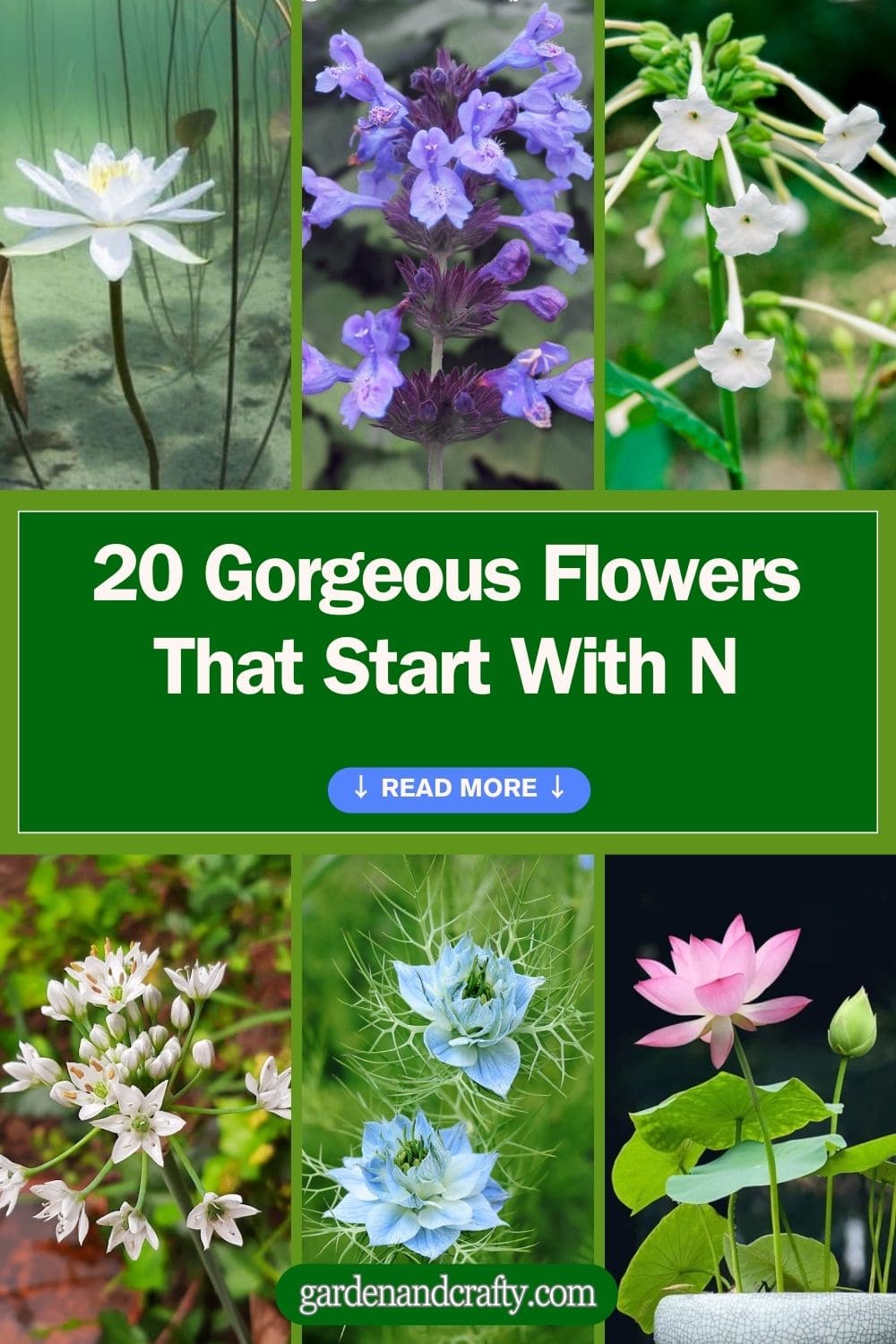 20 Gorgeous Flowers That Start With N