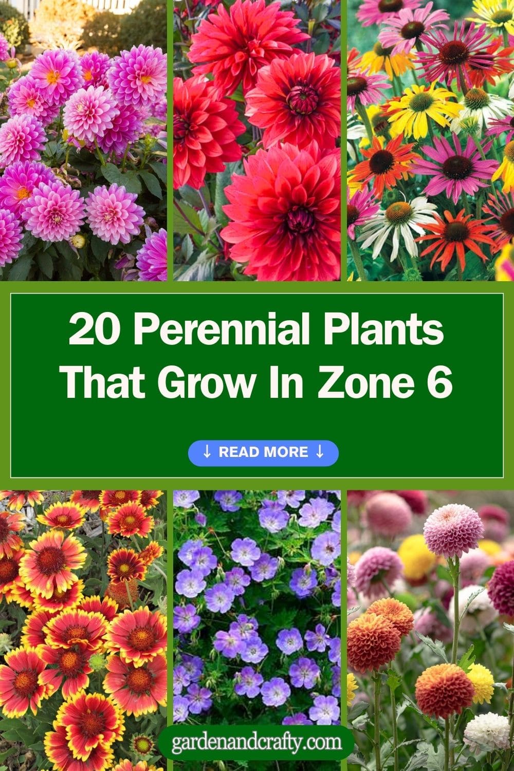 20 Perennial Plants That Grow In Zone 6