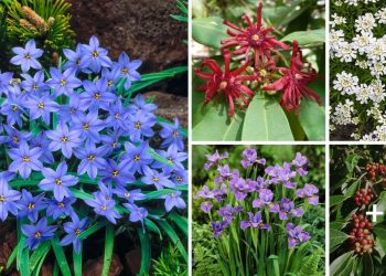 Top 20 Plants That Start With I 20 Plants That Start With I