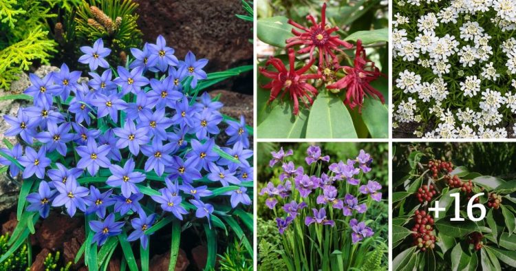 20 Plants That Start With I