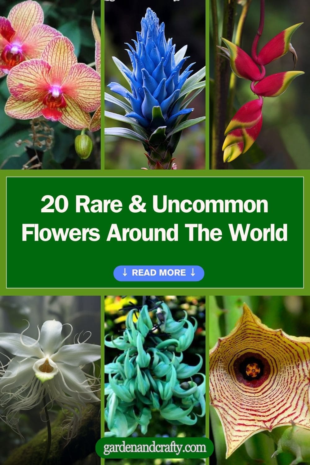 20 Rare & Uncommon Flowers Around The World