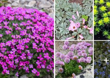 30 Low Growing Perennial Plants For Your Garden