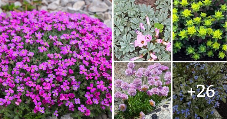 30 Low Growing Perennial Plants For Your Garden