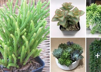 Top 30 Types Of Succulent Plant With Pictures And Names 30 Types Of Succulent Plant