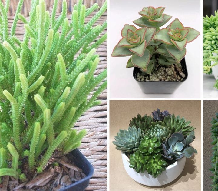 Top 30 Types Of Succulent Plant With Pictures And Names