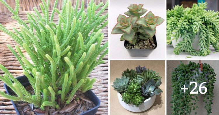 30 Types Of Succulent Plant