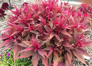 About Celosia Dragon's Breath