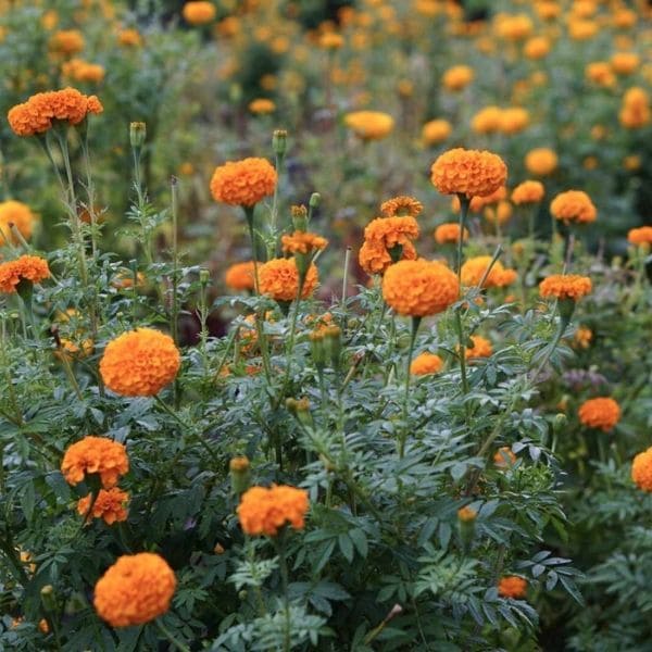 African Marigold