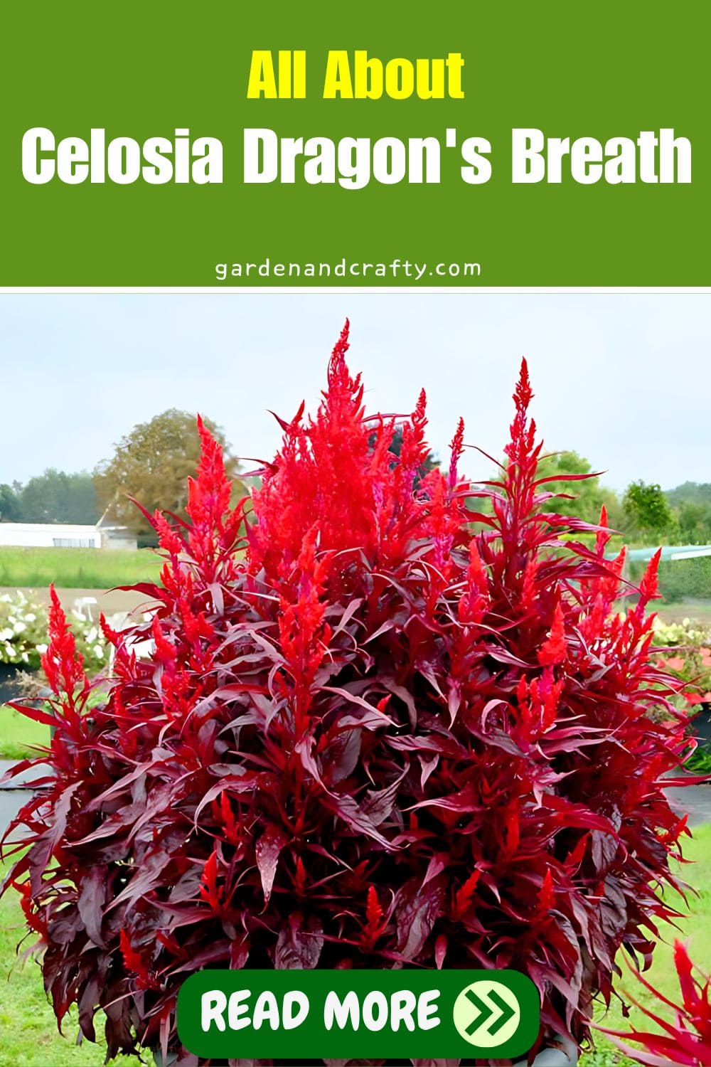 All About Celosia Dragon's Breath