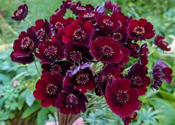 All About Chocolate Cosmos