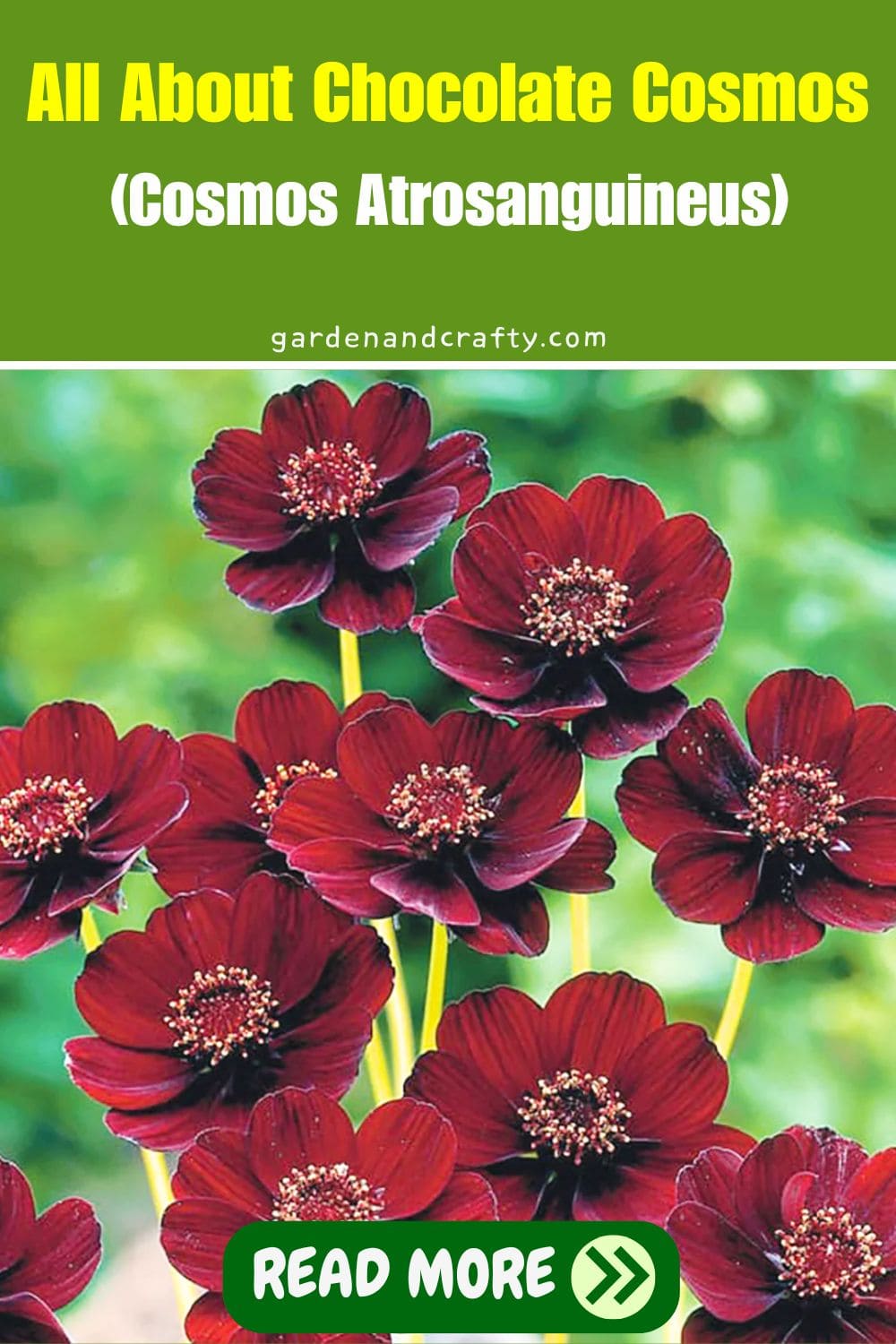 All About Chocolate Cosmos (Cosmos Atrosanguineus)