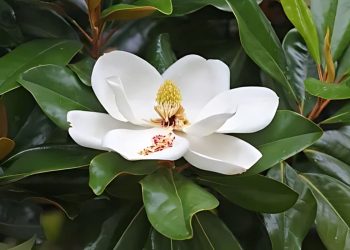 All About Magnolia Tree