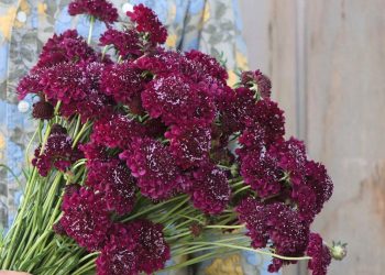 All About Scabiosa Black Knight