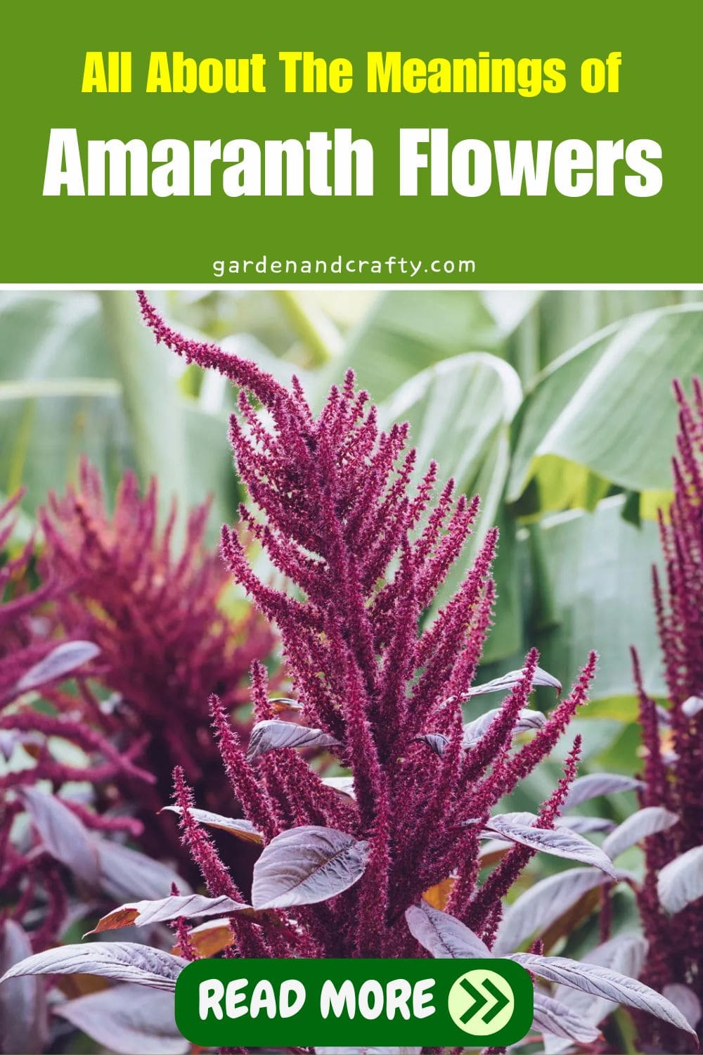 All About The Meanings of Amaranth Flowers