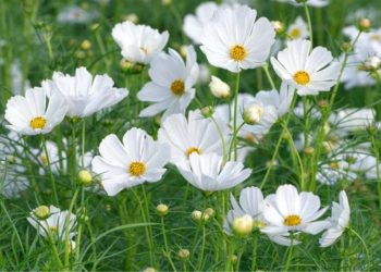All About White Cosmos