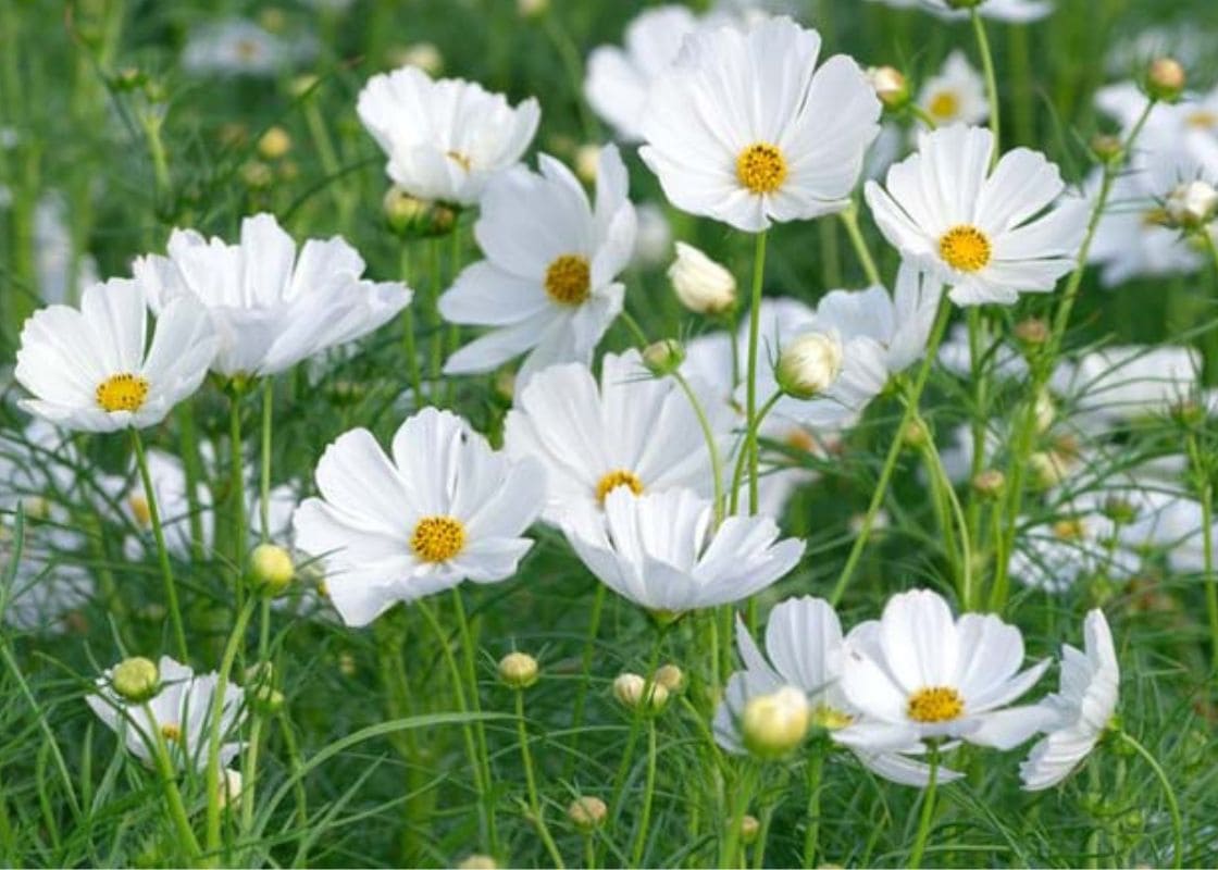 All You Need to Know About White Cosmos