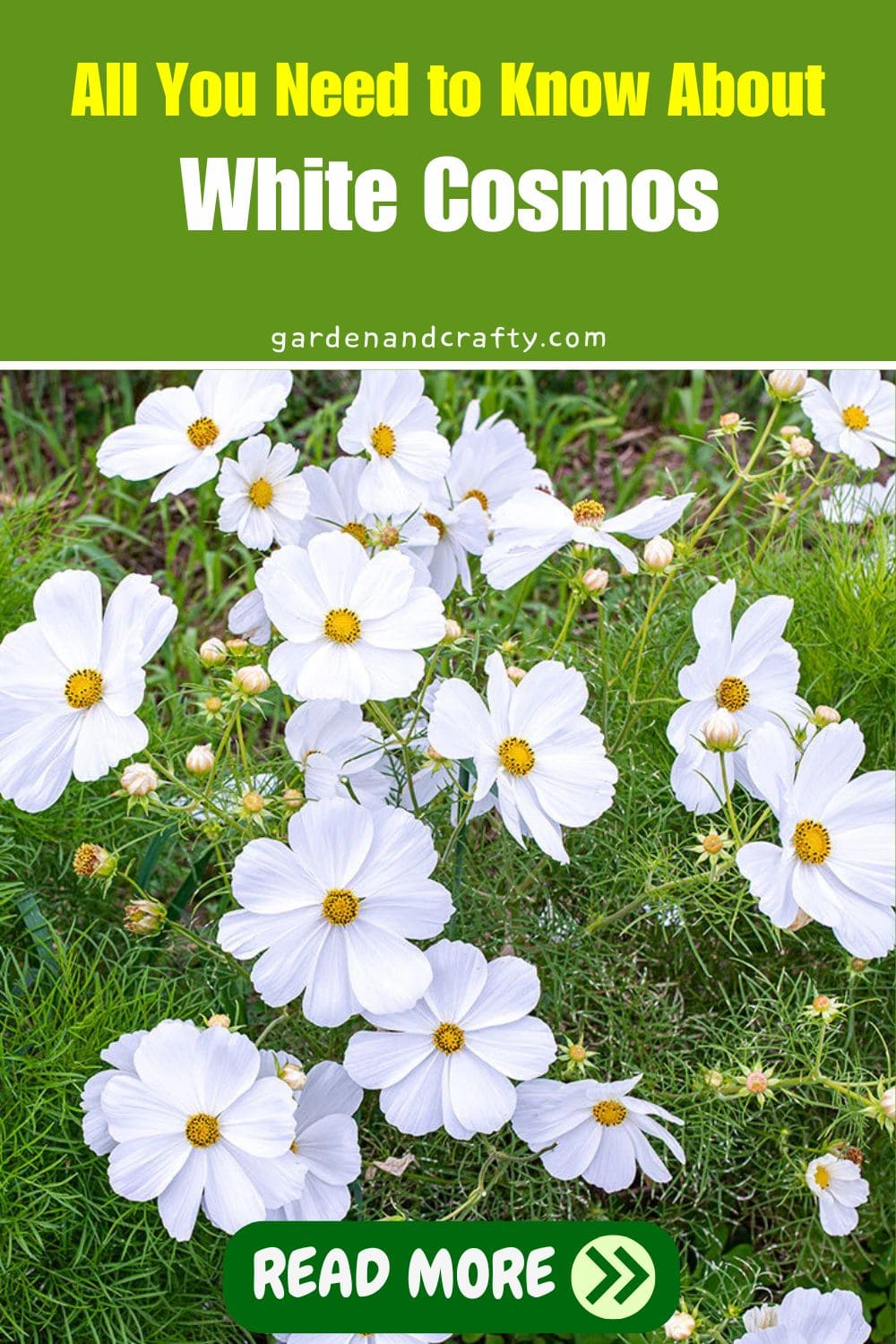 All You Need to Know About White Cosmos