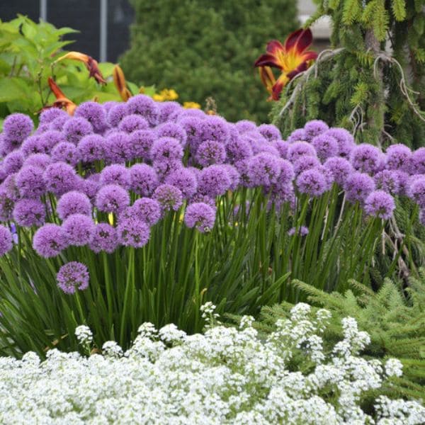 Allium