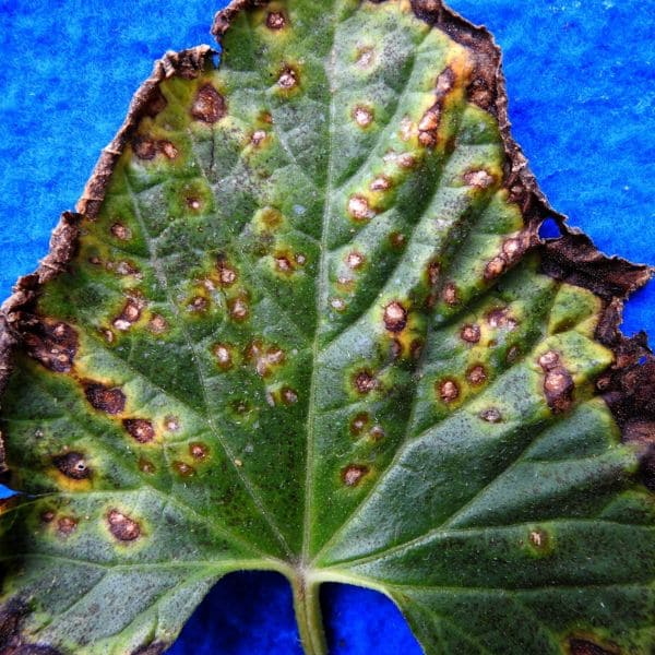 Alternaria Leaf Blight