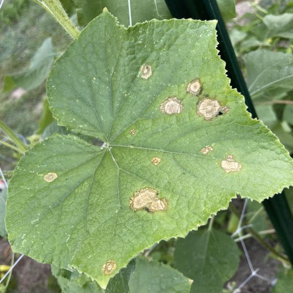 Angular Leaf Spot