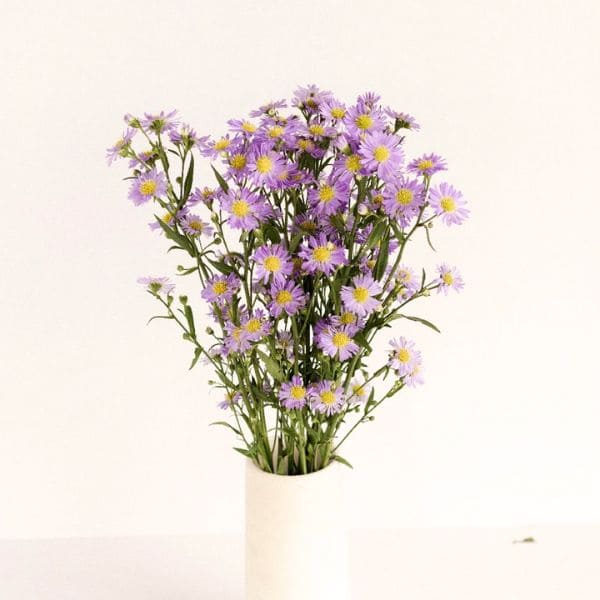 Aster in Vase