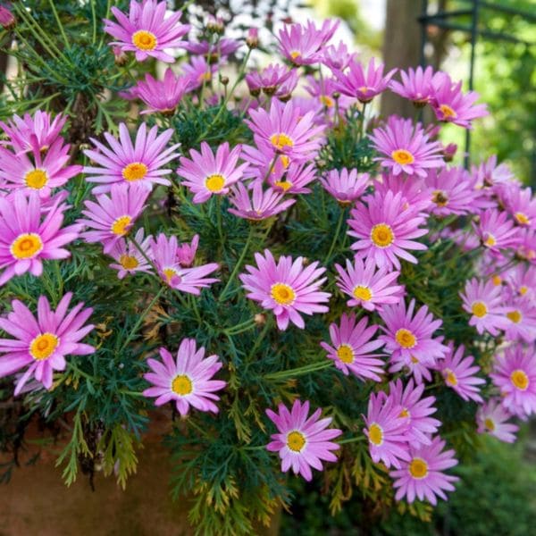 Aster