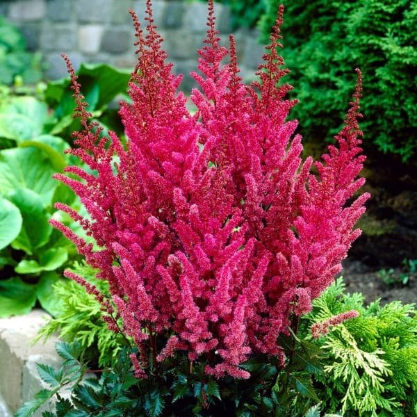 Astilbe