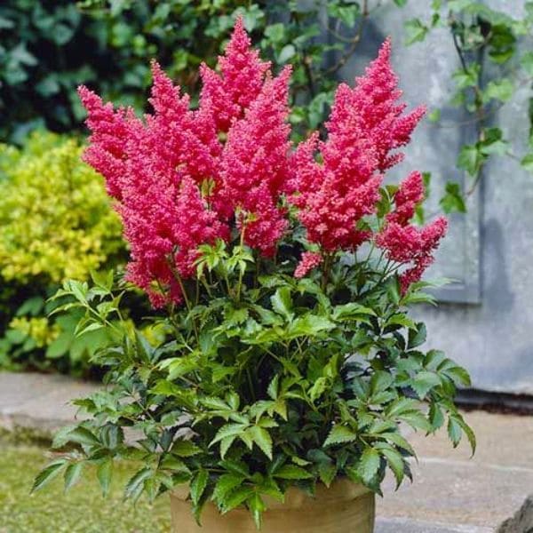 Astilbe