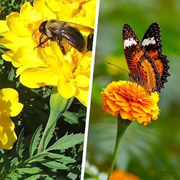 Attracting Pollinators