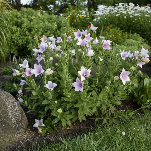 Balloon Flower