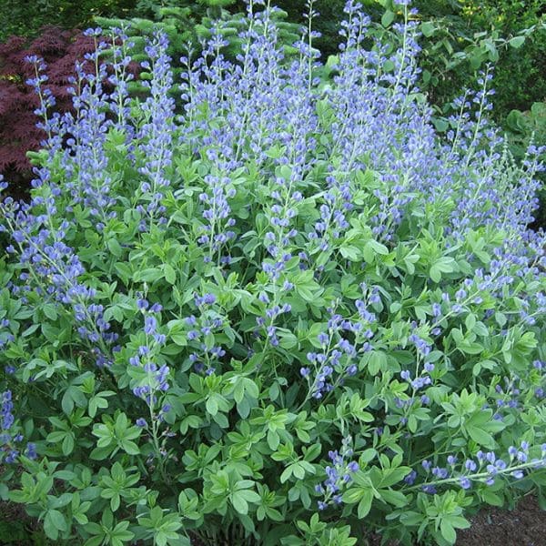 Baptisia