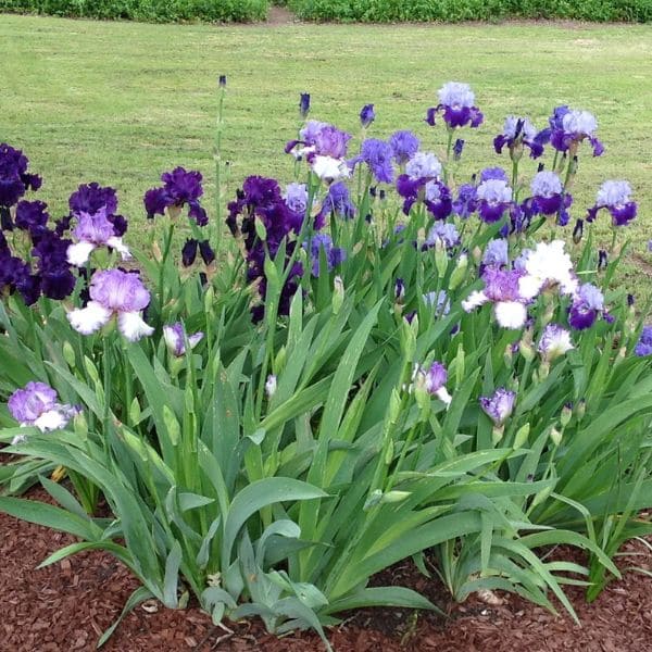 Bearded Iris