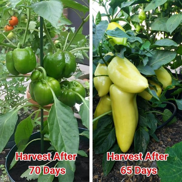 Bell Peppers Mature Fast