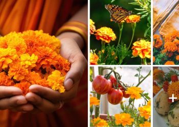 Benefits Of Marigolds In Garden
