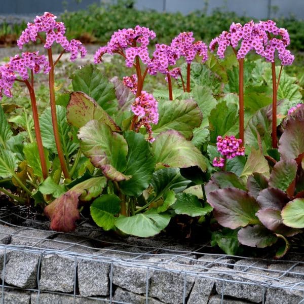 Bergenia