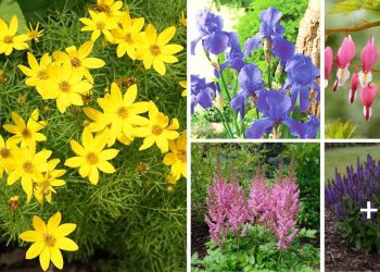 Best Perennial Flowers For Zone 5
