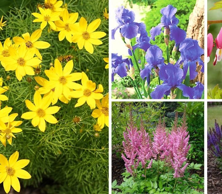 20 Best Perennial Flowers For Zone 5