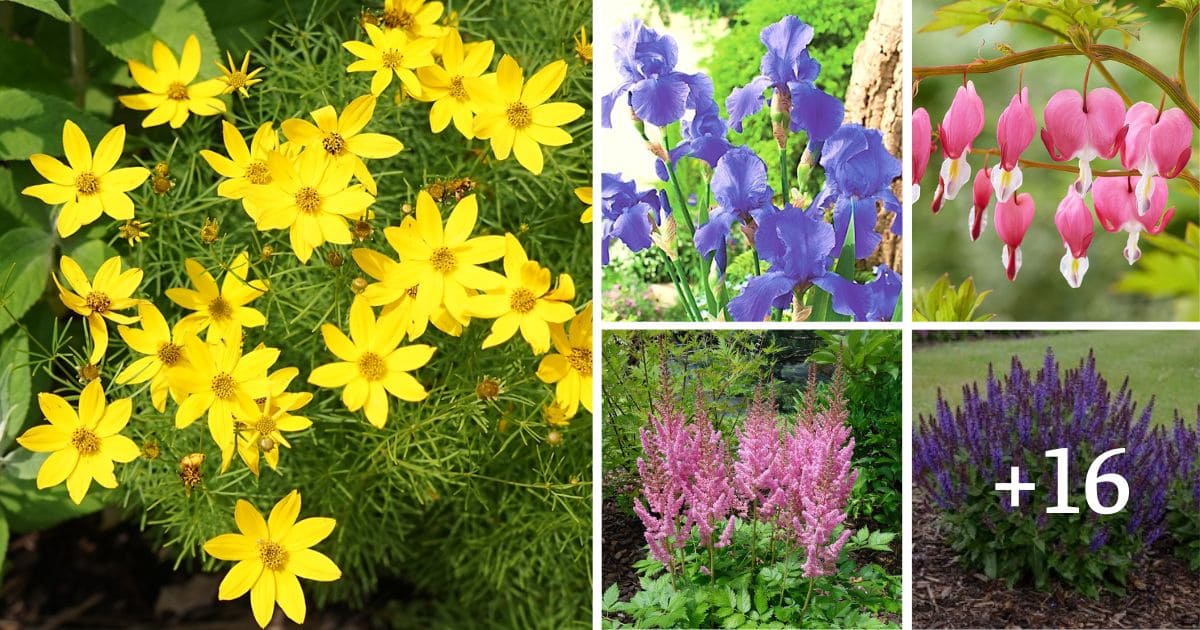 20 Best Perennial Flowers For Zone 5