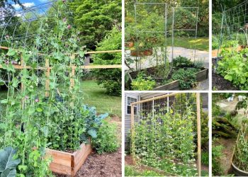 Best Perennials For Cut Flowers