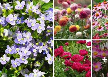 Best Perennials For Cut Flowers