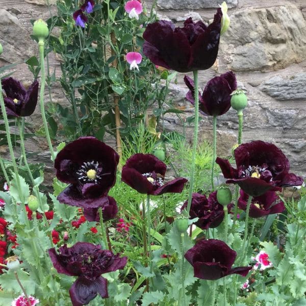 Black Poppy