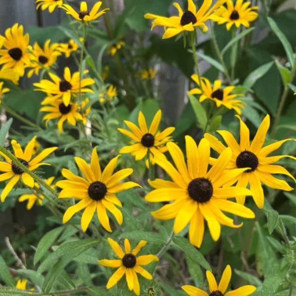 Black-eyed Susan