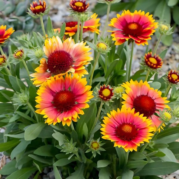 Blanket Flower