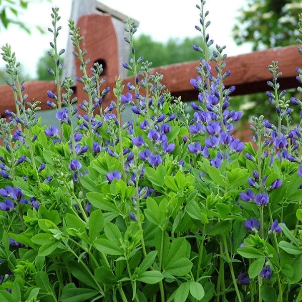 Blue False Indigo