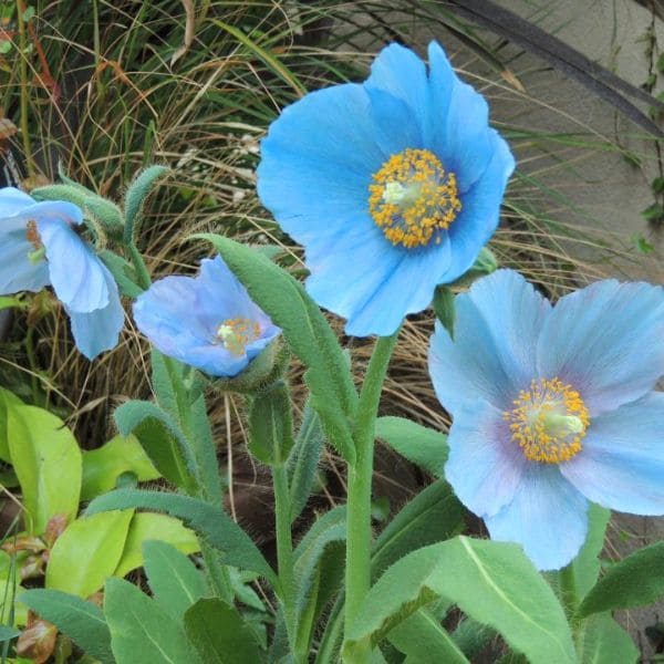 Blue Poppy